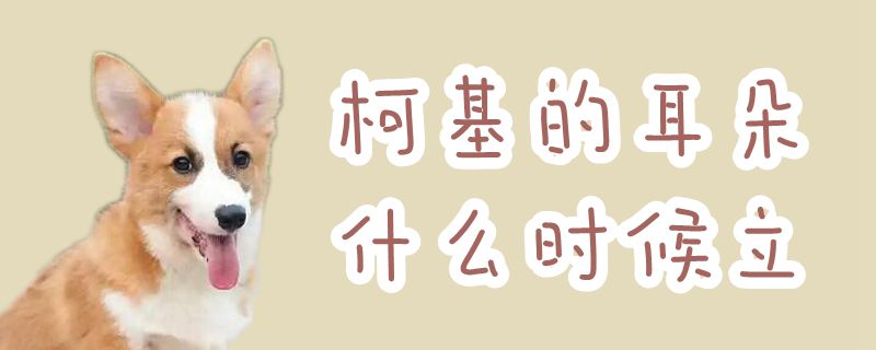 柯基的耳朵什么时候立-第1张图片 柯基的耳朵什么时候立-第1张图片
