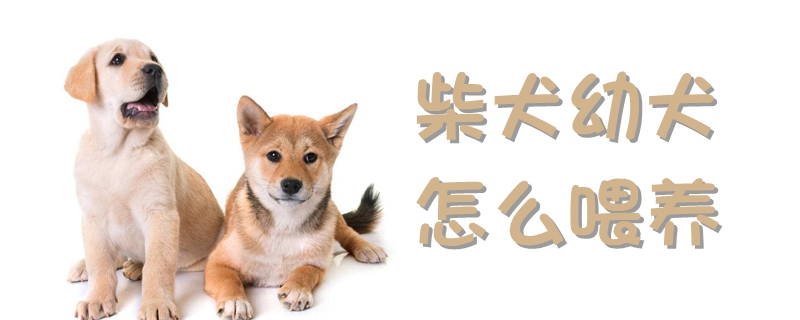 柴犬幼犬如何喂养