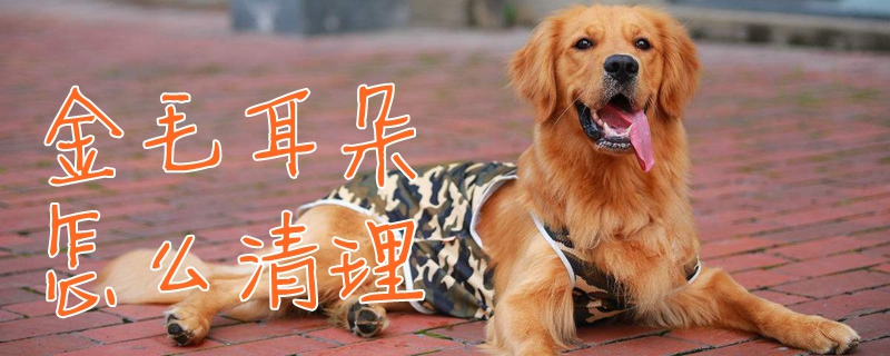 金毛耳朵如何清理
