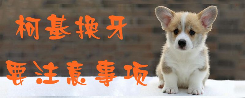 柯基换牙要注意事项-第1张图片 柯基换牙要注意事项-第1张图片