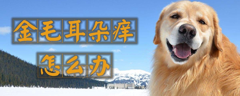 金毛耳朵痒如何解决