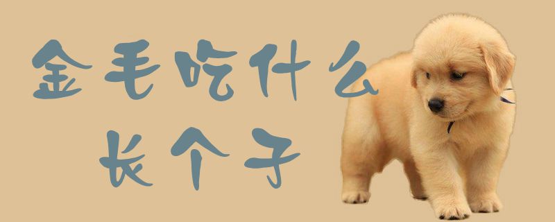 金毛吃那些长个子