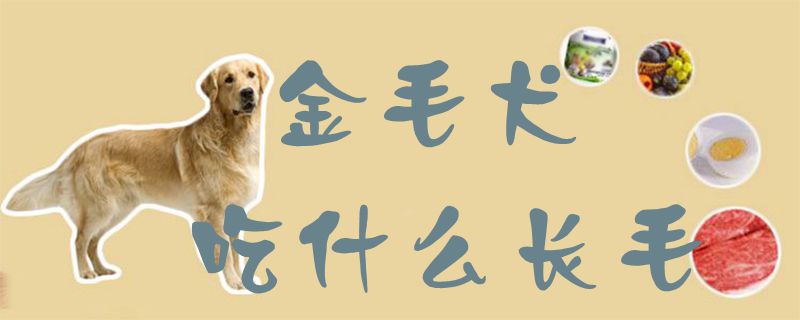 金毛犬吃那些长毛