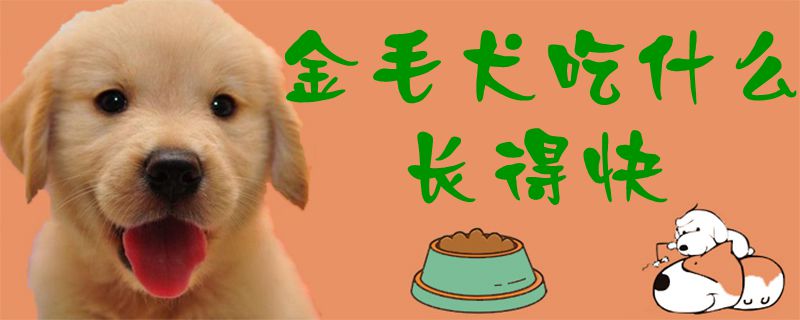 金毛犬吃那些长得快