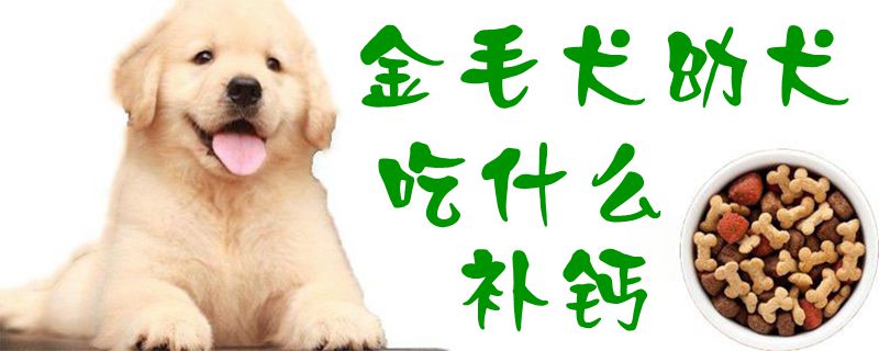 金毛犬幼犬吃那些补钙