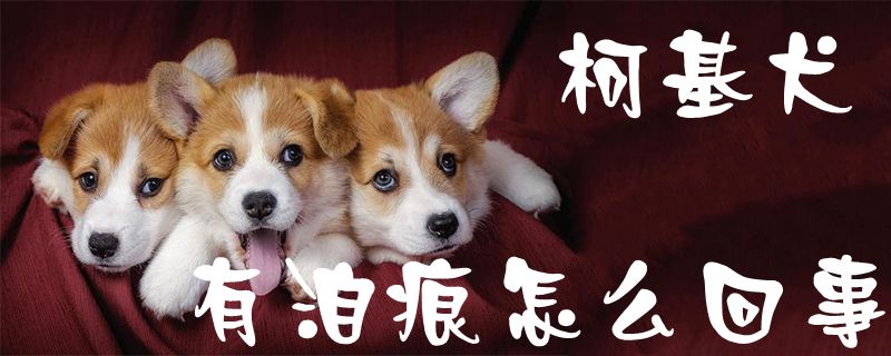 柯基犬有泪痕怎么回事-第1张图片 柯基犬有泪痕怎么回事-第1张图片