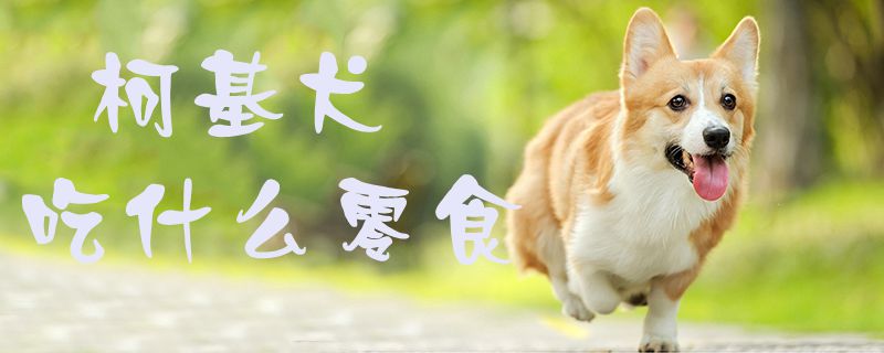 柯基犬吃什么零食-第1张图片 柯基犬吃什么零食-第1张图片