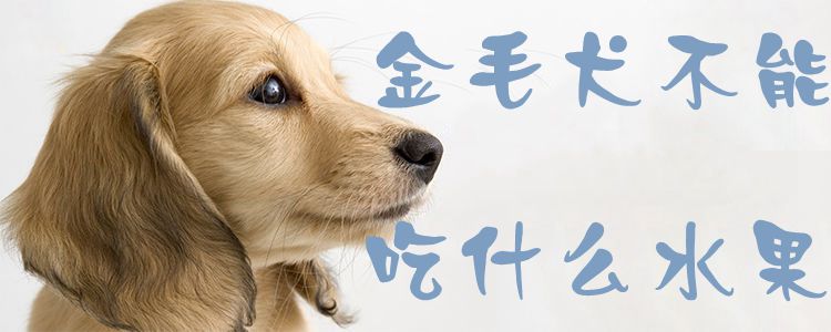 金毛犬不可以吃那些水果