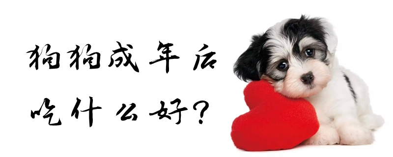 狗狗成年后吃那些好