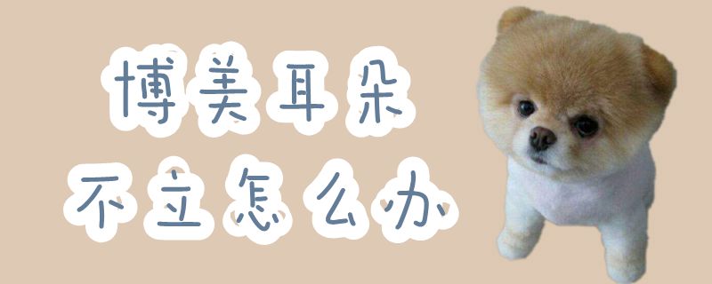 博美耳朵不立如何解决