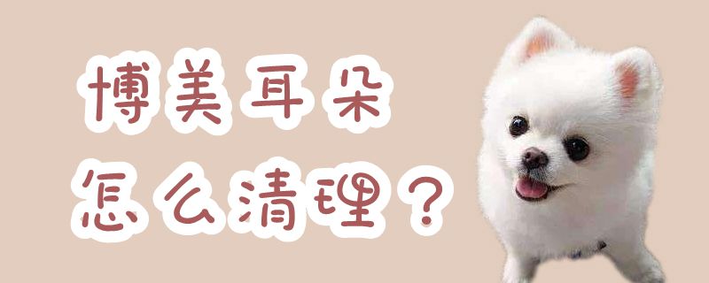 博美耳朵如何清理