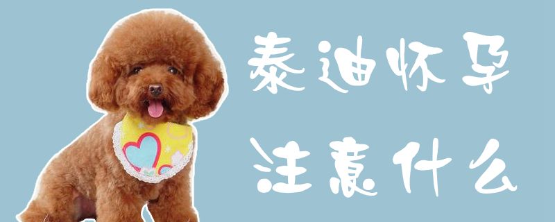 泰迪怀孕注意哪些地方