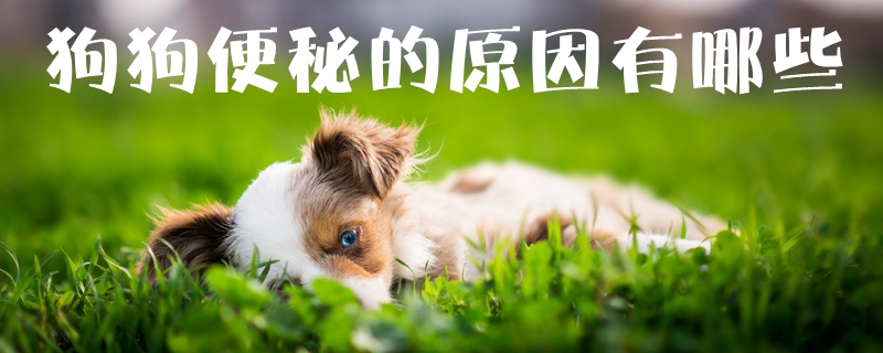 狗狗便秘是什么原因有什么