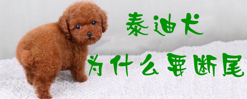 泰迪犬为何要断尾