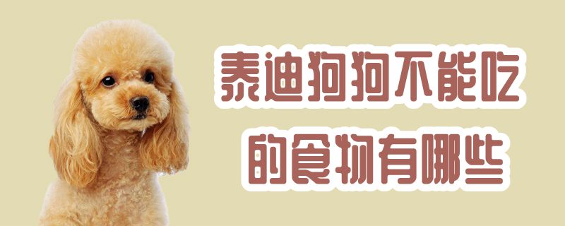 泰迪狗狗不可以吃的食物有什么