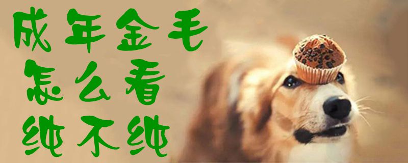 成年金毛如何看纯不纯