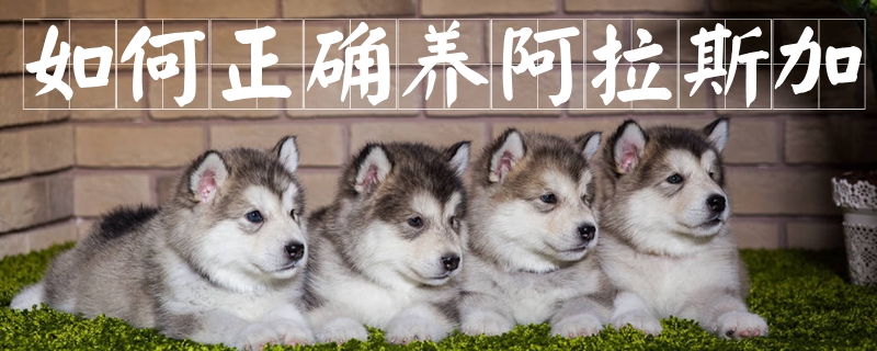 怎么样正确养阿拉斯加