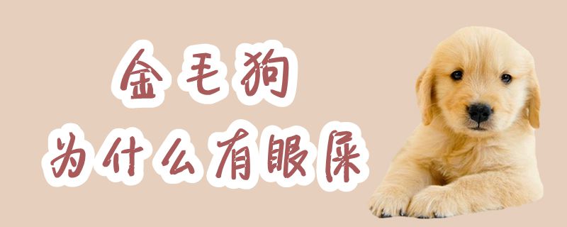 金毛狗为何有眼屎