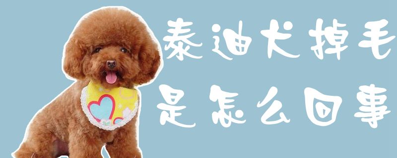 泰迪犬掉毛是什么问题