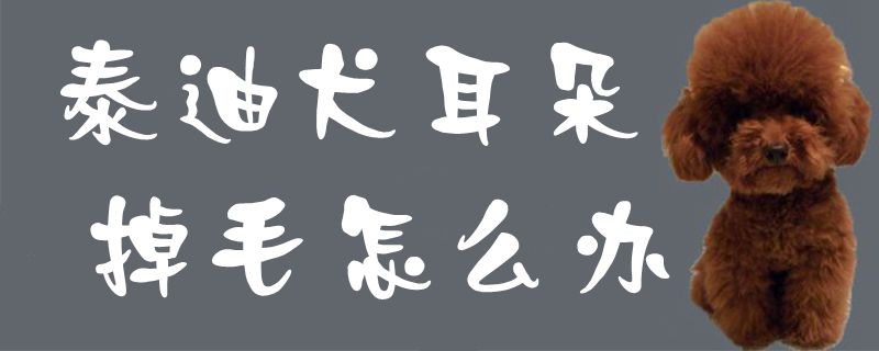泰迪犬耳朵掉毛如何解决