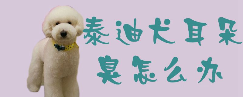 泰迪犬耳朵臭如何解决