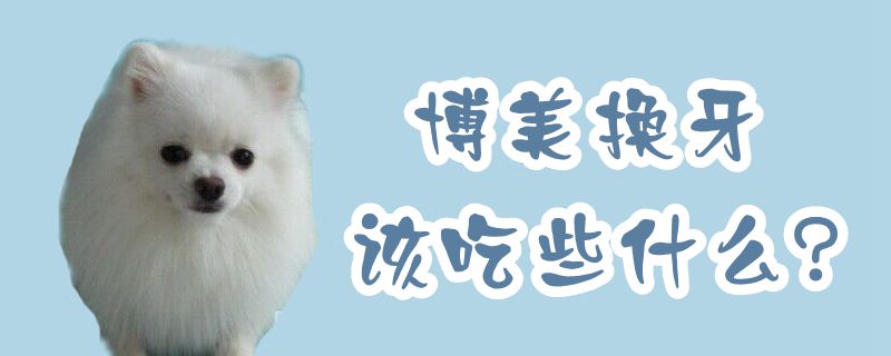 博美换牙该吃些什么
