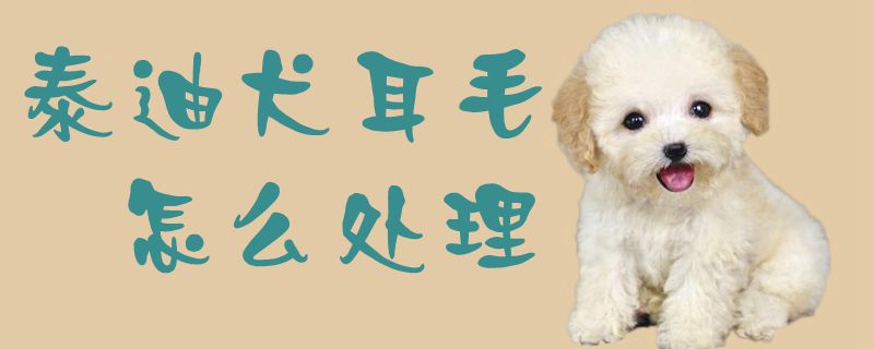 泰迪犬耳毛如何处置