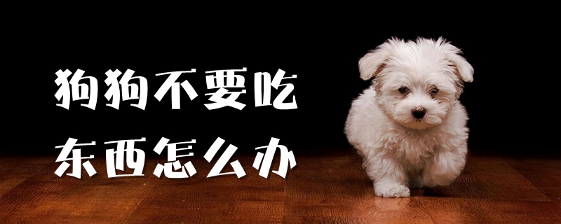 狗狗不要吃东西怎么办