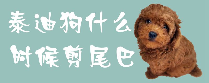 泰迪狗什么时间剪尾巴