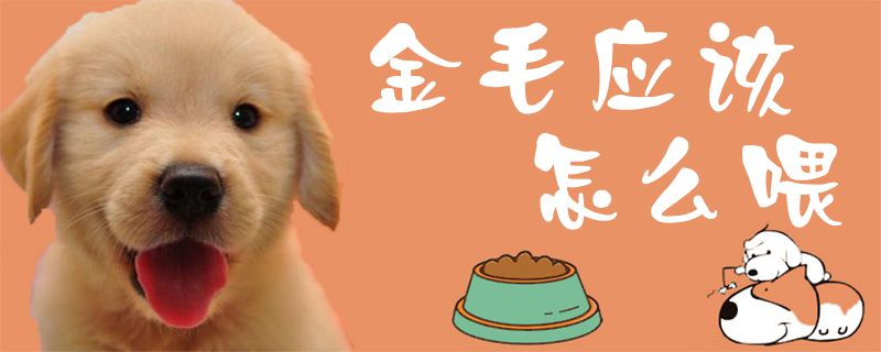 金毛如何喂