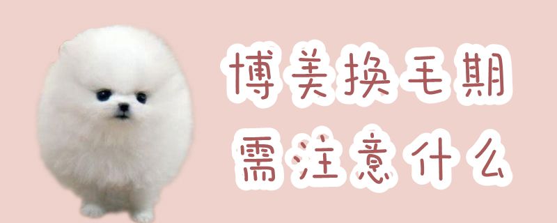 博美换毛期应该注意什么
