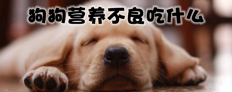 狗狗营养不好的吃那些