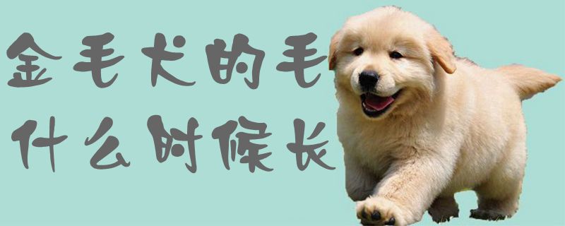金毛犬的毛什么时间长