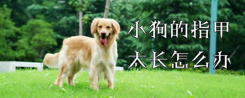 小狗的指甲太长如何解决