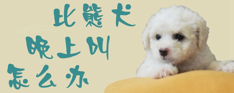 比熊犬晚上叫如何解决