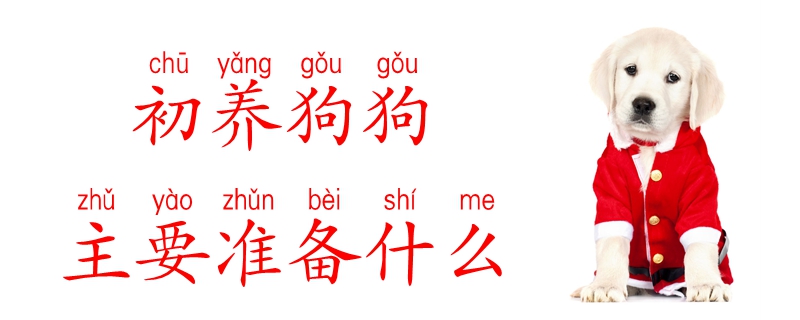 初养狗狗需要筹备什么