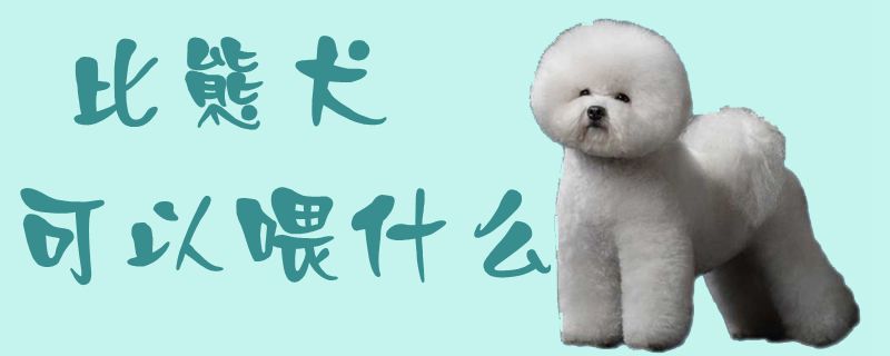 比熊犬可以喂什么