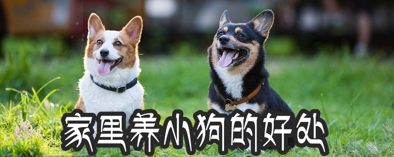 家养小狗有哪些好处