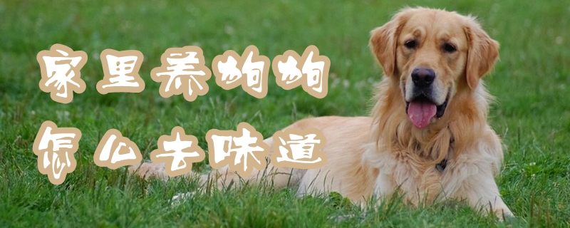 家养狗狗如何去味道