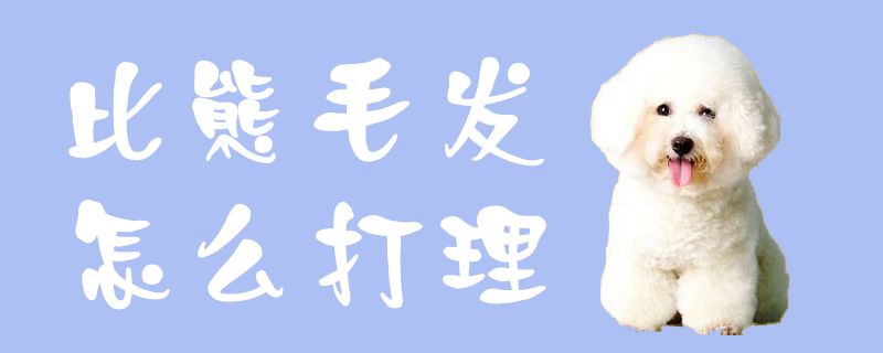 比熊毛发怎么打理-第1张图片 比熊毛发怎么打理-第1张图片