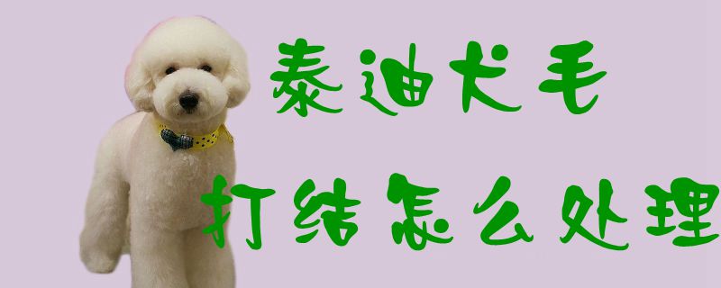 泰迪犬毛打结如何处置
