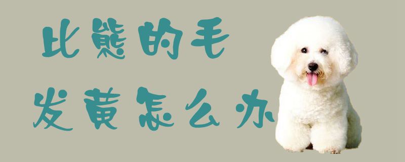 比熊的毛发黄如何解决