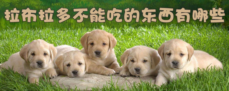 拉布拉多不可以吃的东西有什么