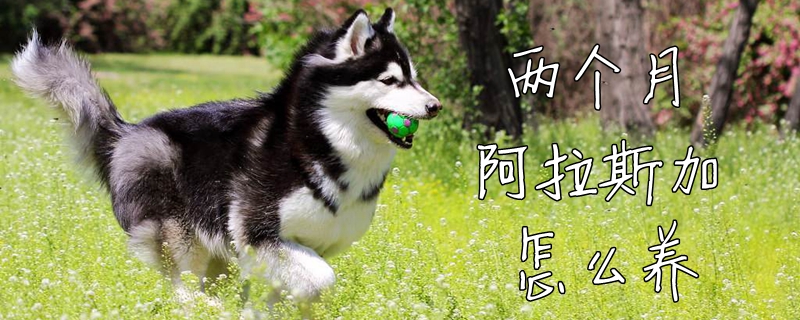 两个月阿拉斯加如何养