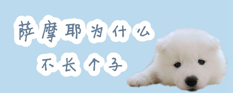萨摩耶为何不长个子