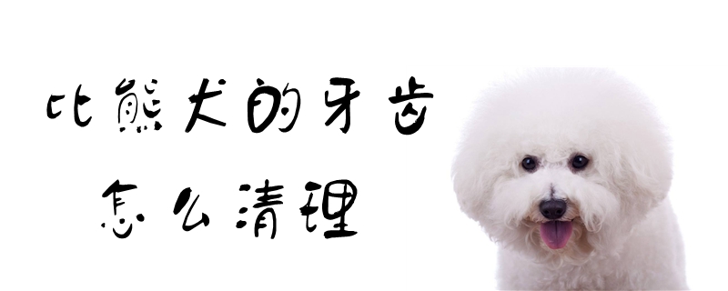 比熊犬的牙齿如何清理