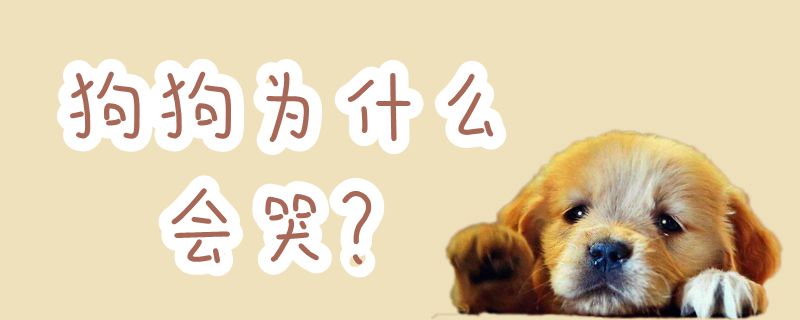 狗狗为何会哭