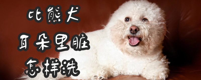 比熊犬耳朵里脏如何洗