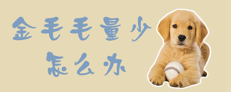 金毛毛量少怎么办1
