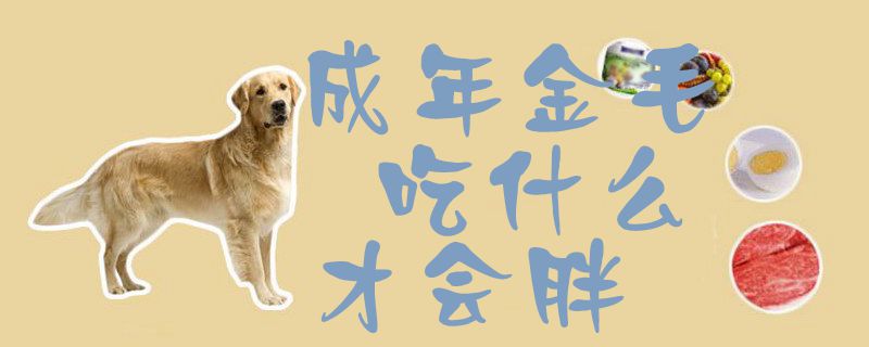 成年金毛吃什么才会胖1